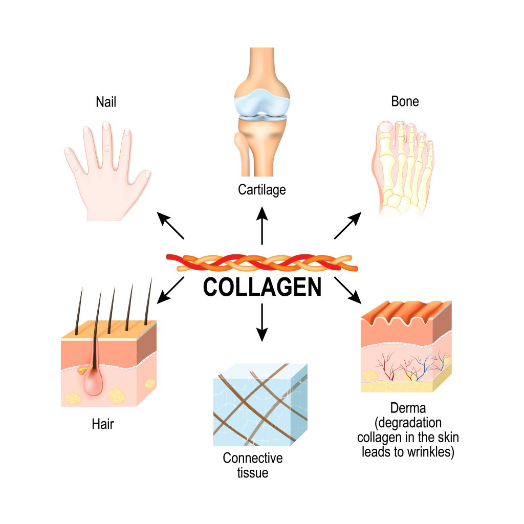 Collagen is the most abundant structural protein