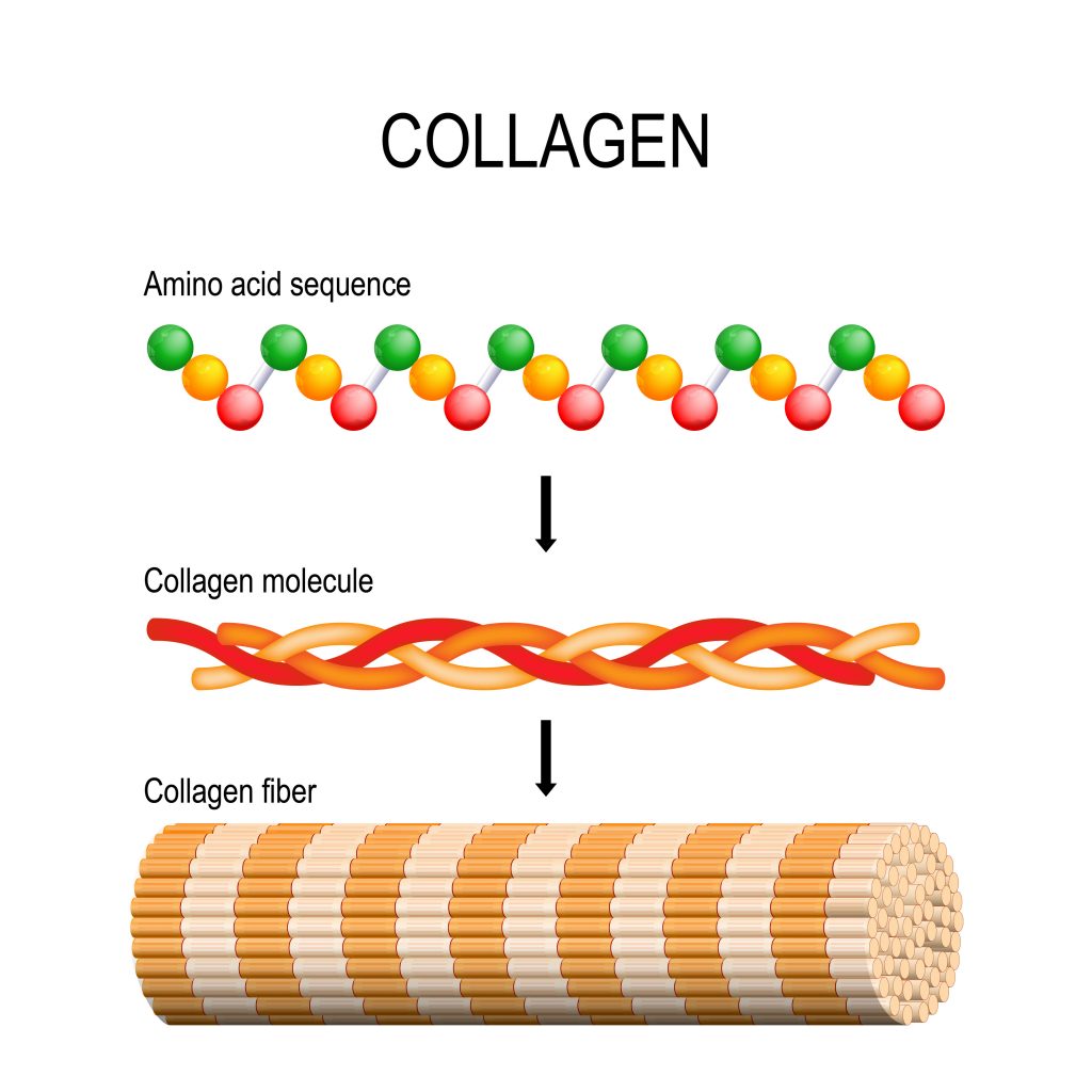 Collagen which plays a vital role in hair health