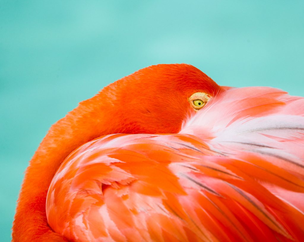 Astaxanthin is what gives flamingos their uniquely pink color, and can possibly help aid hair growth and hair health due to its anti-inflammation properties.