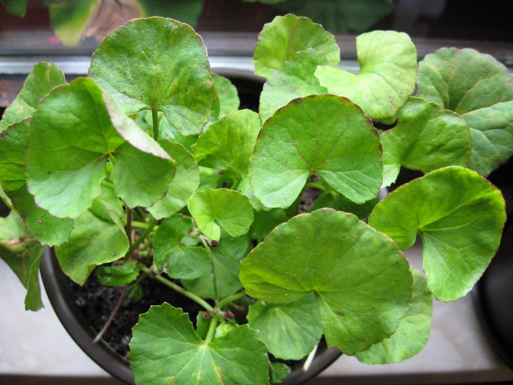 Gotu Kola - Centella Asiatica