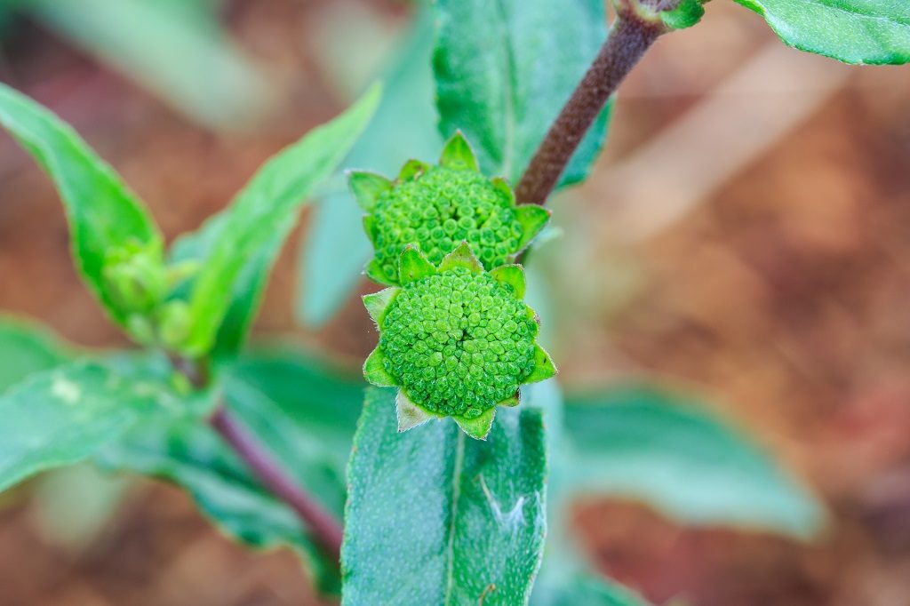 Studies examining the eclipta alba or bhringraj hair health relationship have significantly improved some subjects. In fact, one study found the false daisy extract to be more effective than minoxidil in treating alopecia in rats.