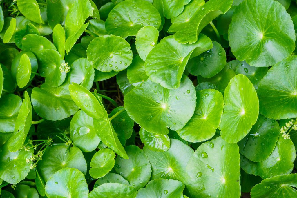 También conocida como Centella Asiatica. Gotu Kola beneficia muchas áreas de la salud, hasta nuestros folículos pilosos.