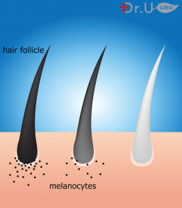 Hair turns grey when melanocytes, the cells responsible for hair pigmentation, become damaged over time. A study found safflower floret extract effective in preventing grey hair in some doses in mice (5).