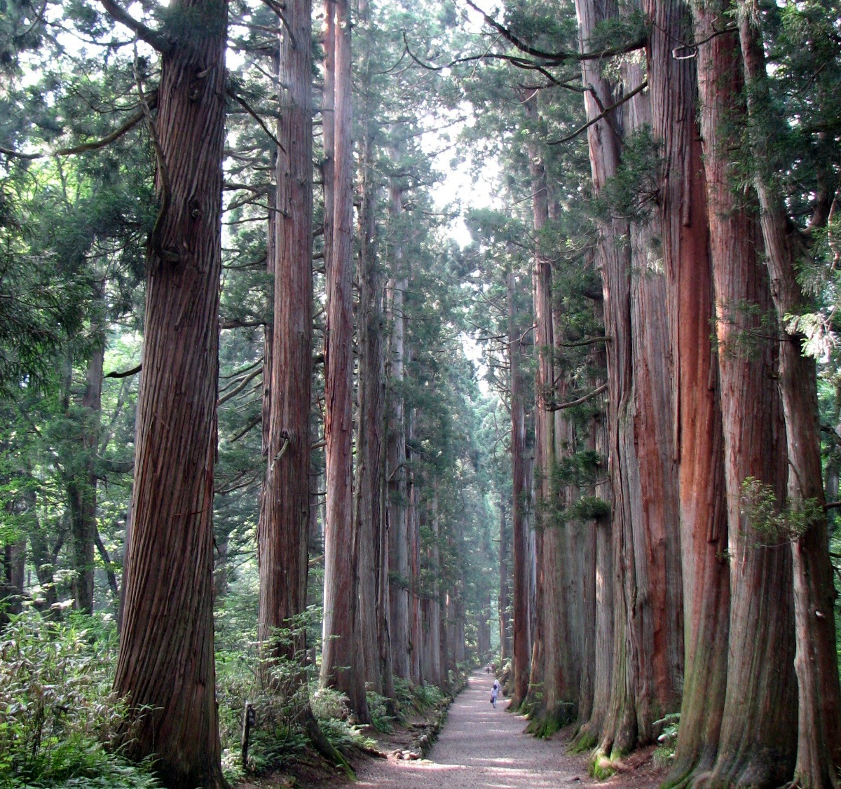 Cedarwood oil for hair products is used for dandruff, hair loss and dryness