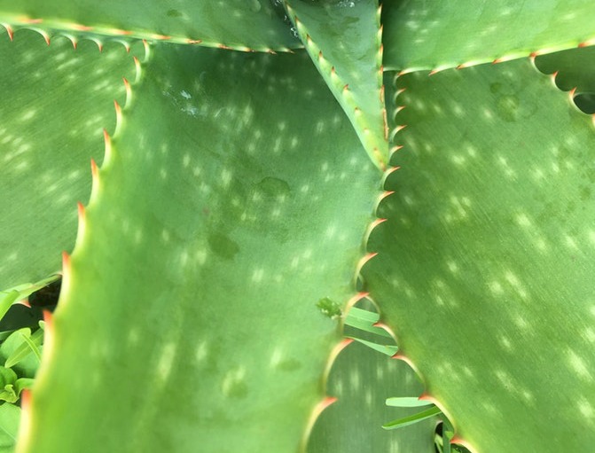 Aloe vera barbadensis controls inflammation that affects the hair follicles and scalp.