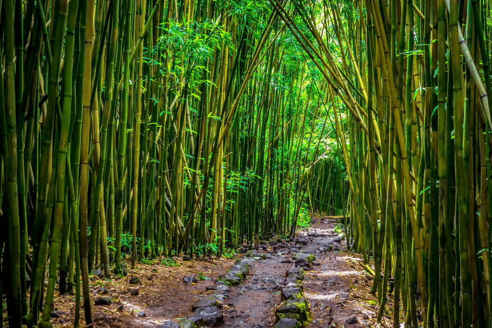 The bamboo plant is an abundant source of organic silica, offering a wide range of benefits for healthier hair and body.