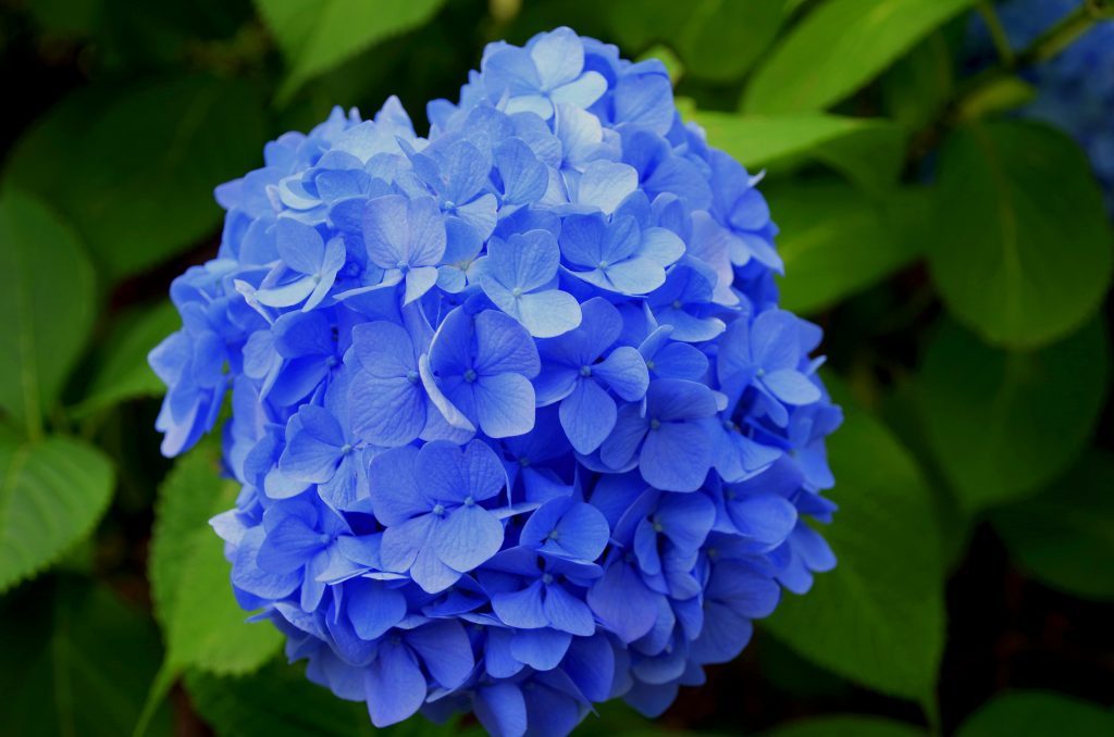 The benefits of using hydrangea macrophylla for hair loss may include its ability to target a different chemical pathway other than DHT.