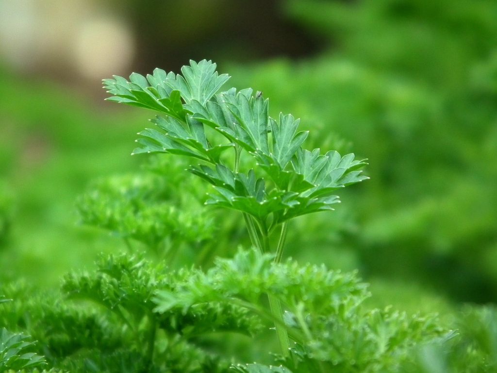 As a bioflavonoid, apigenin is also found abundantly in parsley. Apigenin for hair growth helps to prevent the cellular death of the catagen stage in follicles