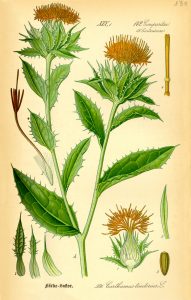 The thistle-like carthamus tinctorius plant has an established role in ancient rituals. New research on safflower oil for hair growth in rats, however, may provide insight into harness this natural product for modern usage.