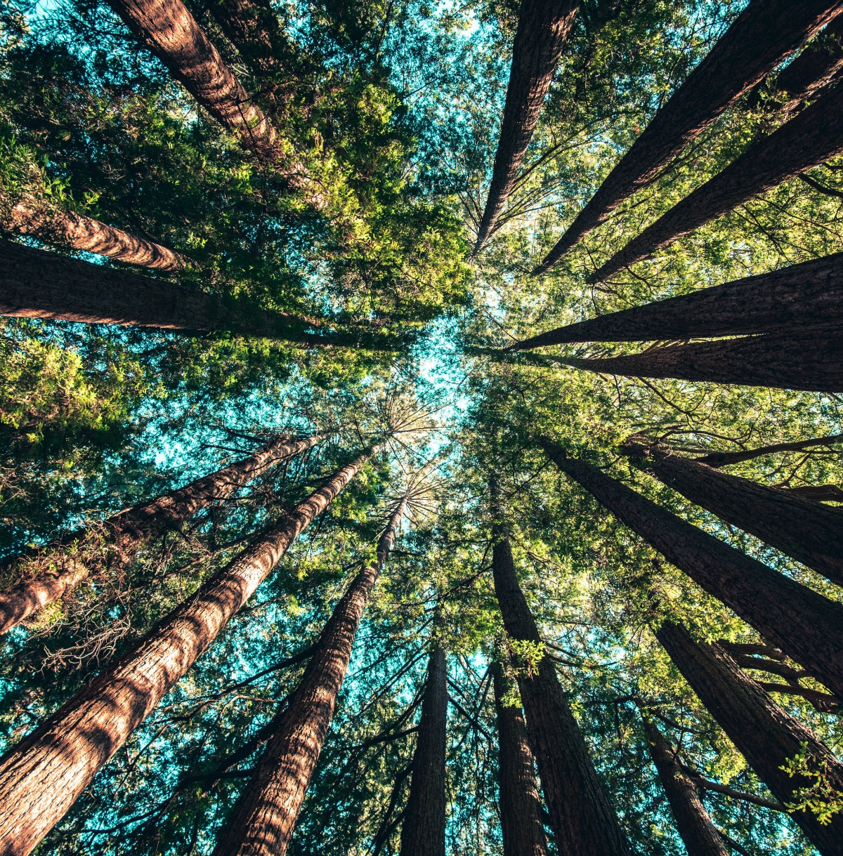 The use of cedarwood for hair and scalp health can be supported through research studies