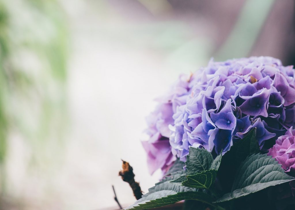 Research shows that the Hydrangea leaf extract may prove to be an effective topical agent that helps improve hair loss conditions.