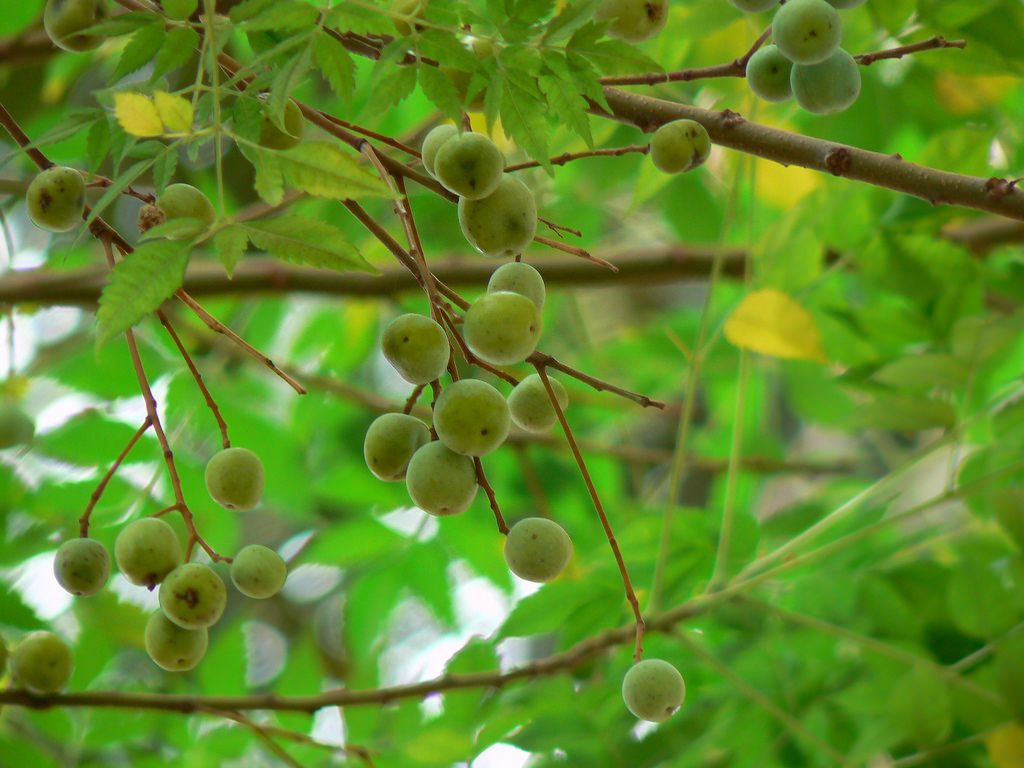 Researchers are learning how to use neem oil as an insecticide which can minimize inflammation and even help restore hair growth