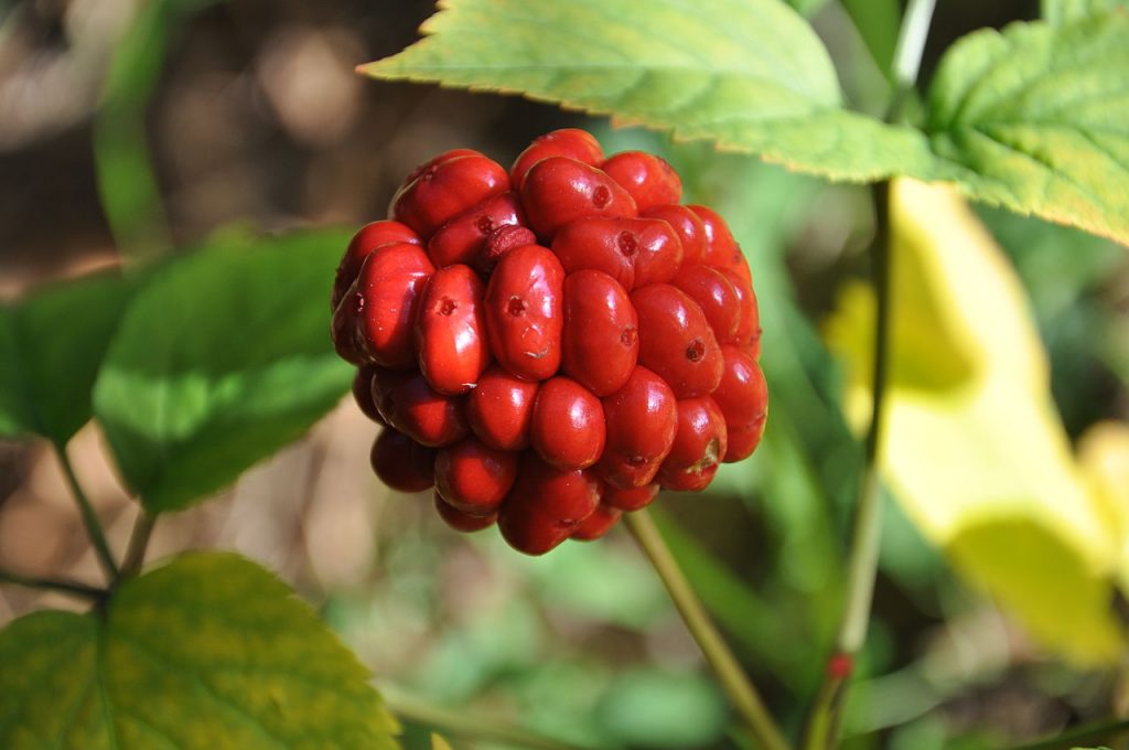 The fruit of the Korean red ginseng plant. The essential oil from red Panax ginseng is extracted from the plant's root, which grows underground.