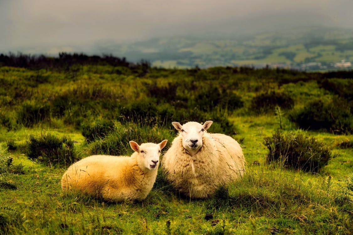 According to researchers, aloe vera hair benefits even apply to sheep when they consume the juice internally.