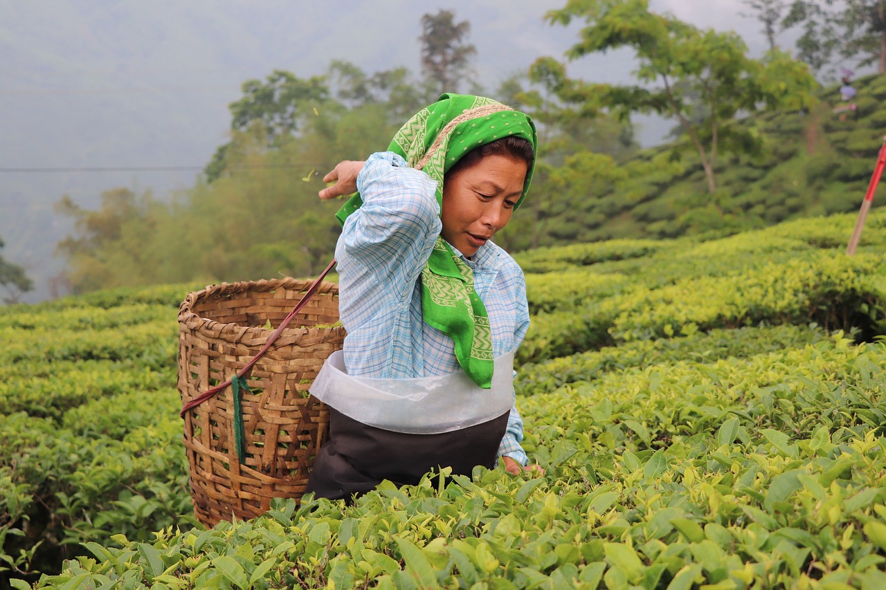 tea collection in the fields