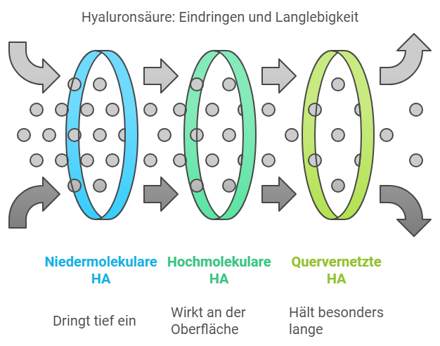 Hyaluronsaeure_Eindringen_und_Langlebigkeit