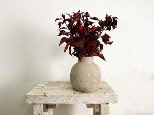 planta roja preservada