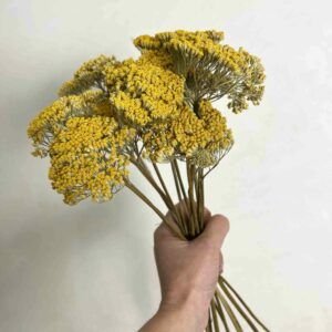 ramo achillea regalo