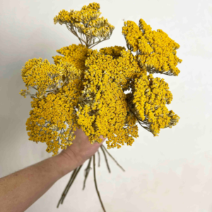 achillea gigante