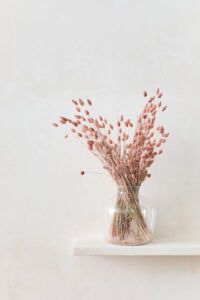 phalaris rosa