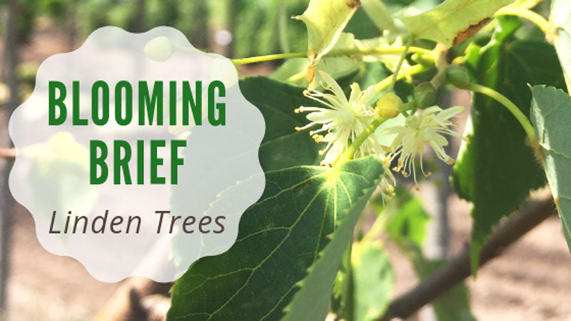 Blooming Brief: Linden Trees!