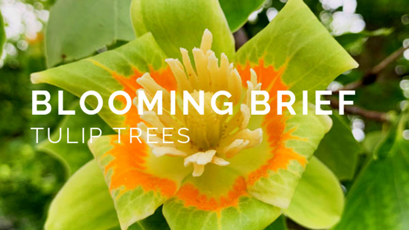 Blooming Brief: Tulip Trees!