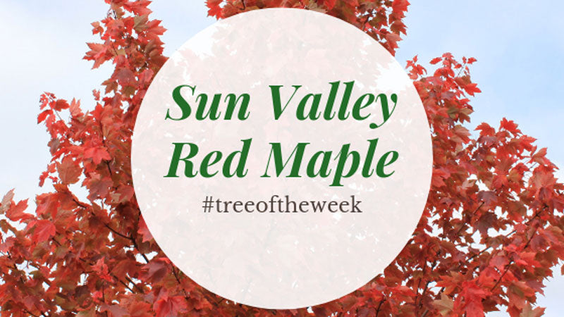 Tree of the Week: Sun Valley Red Maple