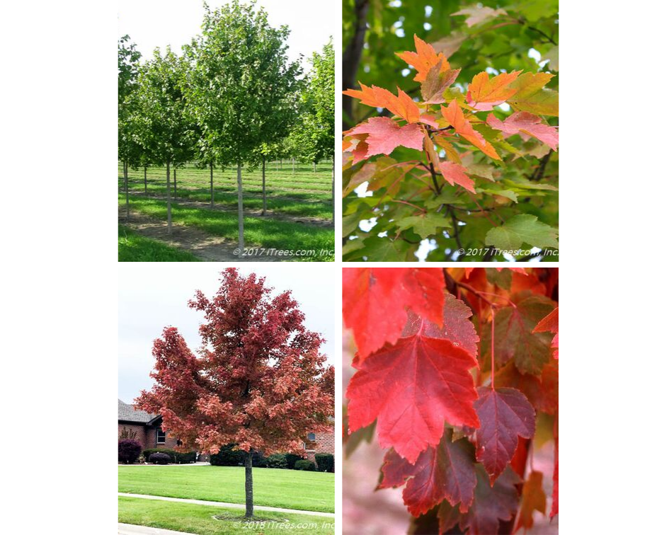 October Glory Red Maple Collage