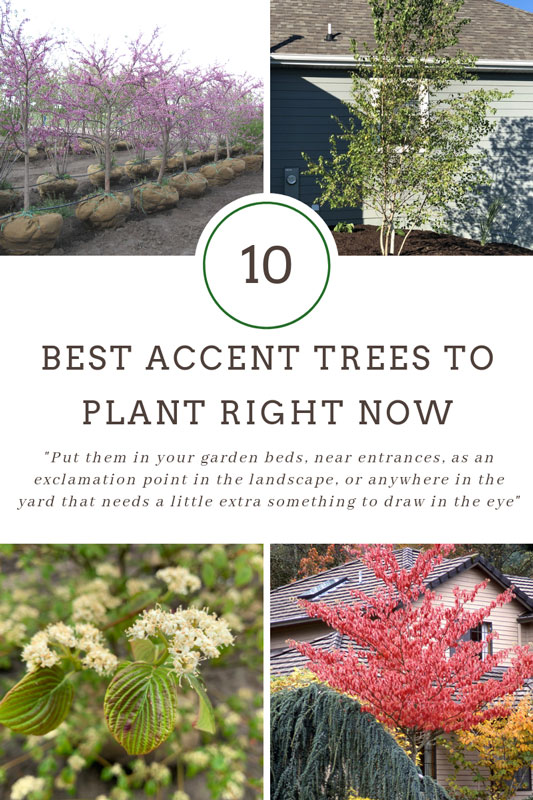 10 Best Accent Trees to Plant Right Now