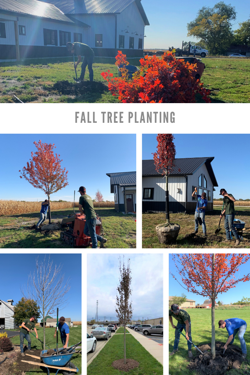 Fall tree planting graphic