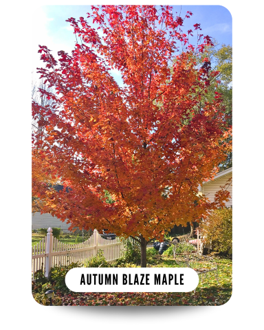 Autumn Blaze Maple with fiery fall color in a backyard near a white picket fence and a bench beneath