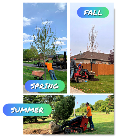 Collage of spring, summer and fall tree planting