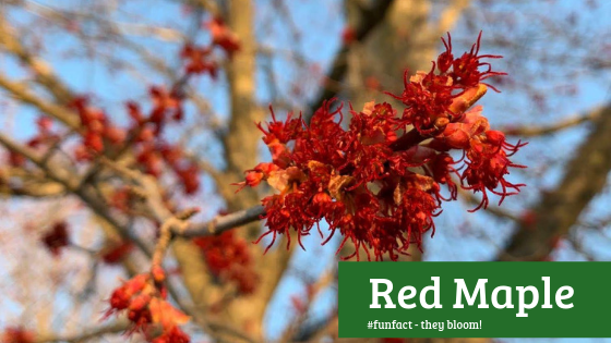 Red Maple