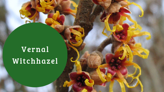 Vernal Witchhazel