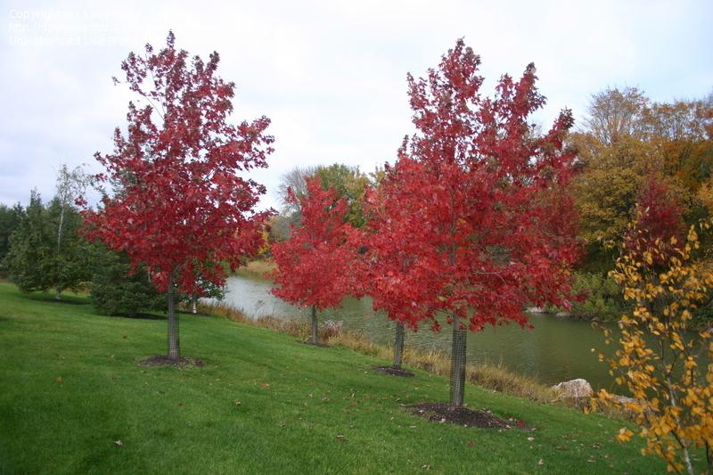 Autumn Fantasy Maple with Red Fall Color