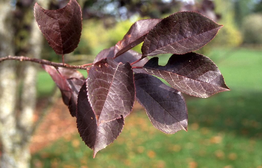 Chokecherry