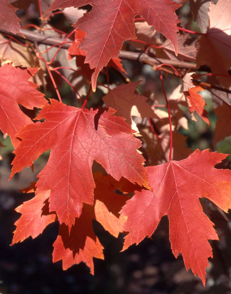 Autumn Fantasy Maple Red Leaf Closeup