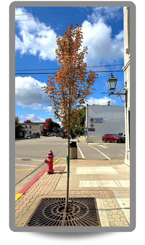 Armstrong Gold® Red Maple planted in a sidewalk cutout downtown with red fall foliage