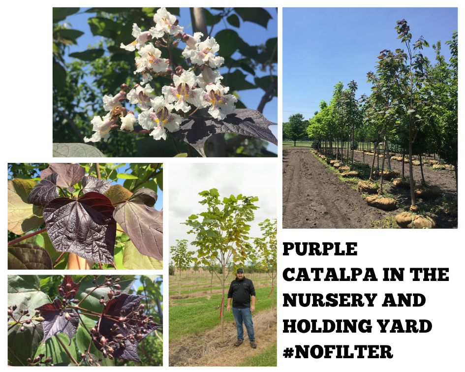 Purple Catalpa Collage