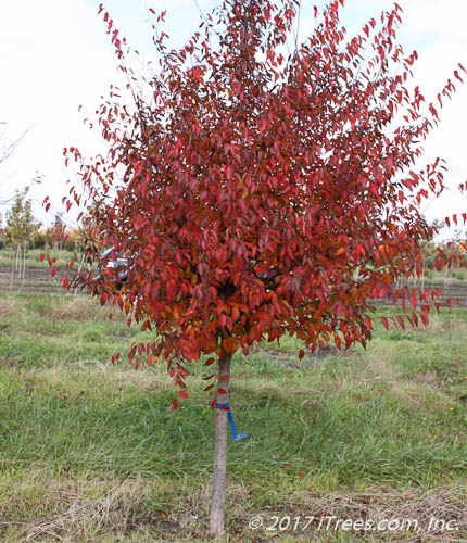 American Hornbeam with Red Fall Color