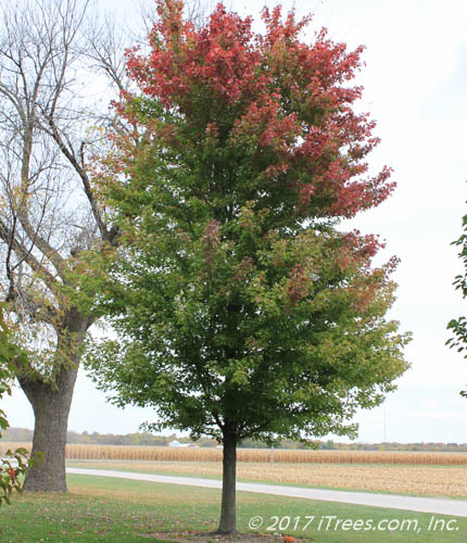 Autumn Blaze Maple Transitioning Fall Color