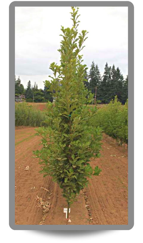 Beacon® Oak growing in the nursery field with upright branching and green leaves