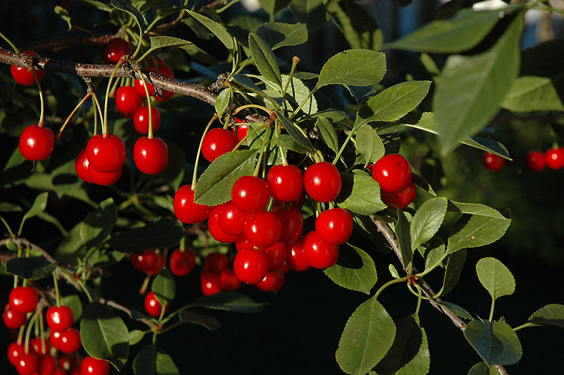 Bali Cherry