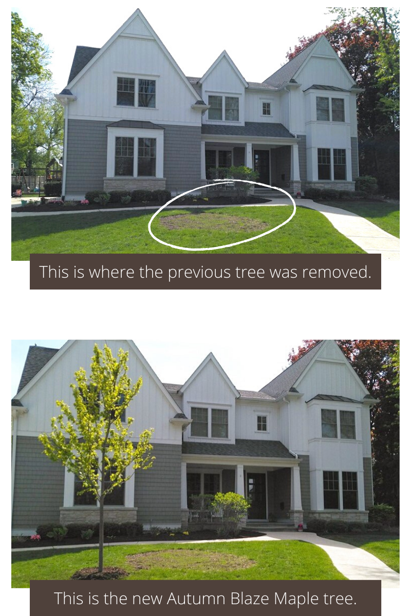 Before & After Image of Tree Planting where Old Tree Was