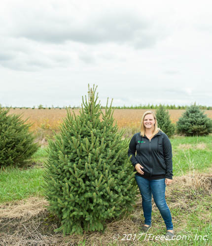 Black Hills Spruce