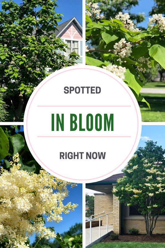 Blooming Brief: Northern Catalpa and Japanese Tree Lilac