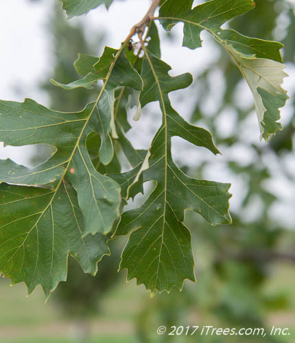 Bur Oak