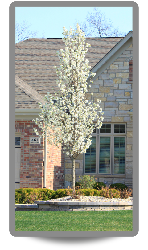 Cleveland Select Ornamental Pear in bloom with white flowers planted in a front yard raised landscape bed bordered by a retaining wall near a path that leads to the front enterance