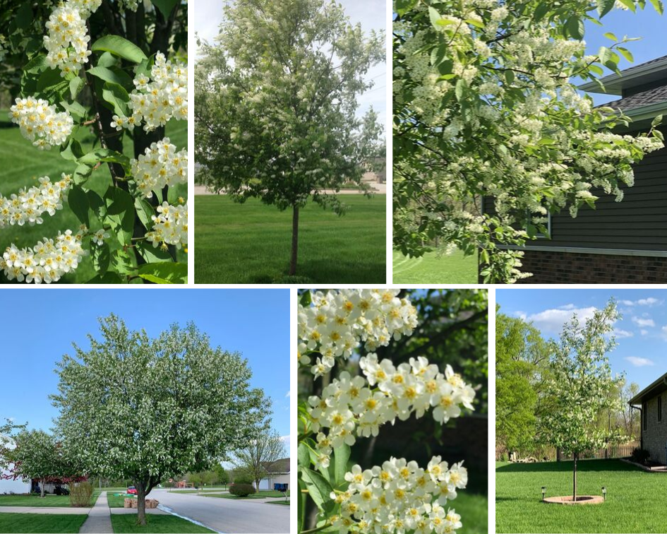 Canada Red Chokecherry in Spring with Flowers and green leaves