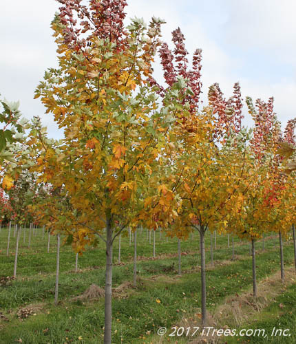 Celebration Maple Nursery Row with Varying Fall Color
